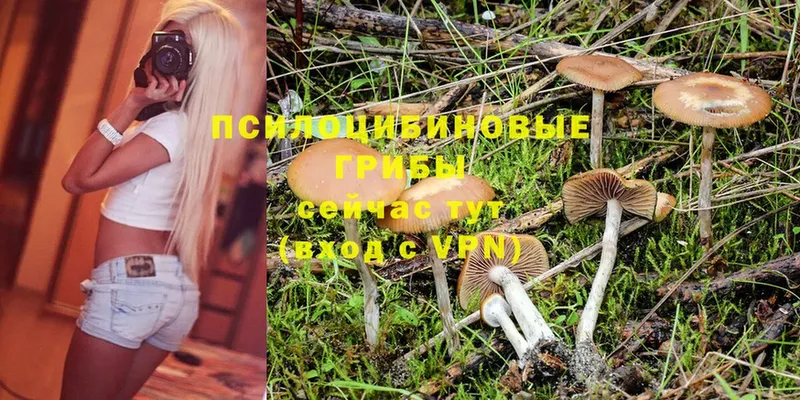 купить наркотик  Чебоксары  Галлюциногенные грибы Psilocybine cubensis 